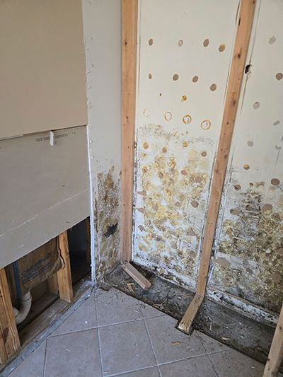 Mold remediation